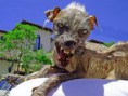 /album/con-ganas-de-reirte-xd/perro-sarnoso-jpg/